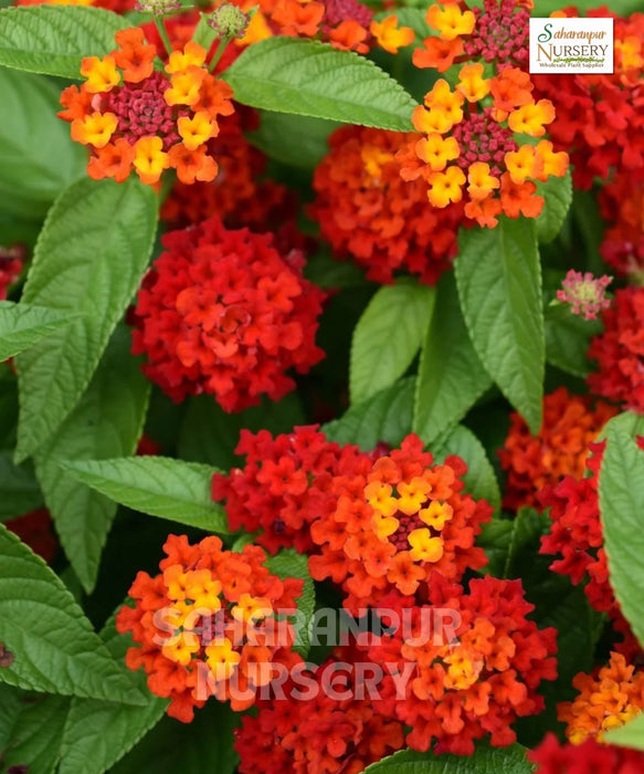 Lantana Red | Botanical Name Lantana Camara | Flower | Saharanpur Nursery | Wholesale Ornamental Plant Supplier