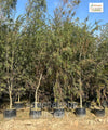 Red Bottlebrush Tree, Melaleuca viminalis, Weeping Bottlebrush, Callistemon viminalis, Wholesale Nursery Plant Supplier, Wholesale Plant Supplier, Nursery in India, Plant Exporter in India, Landscaping Company in India