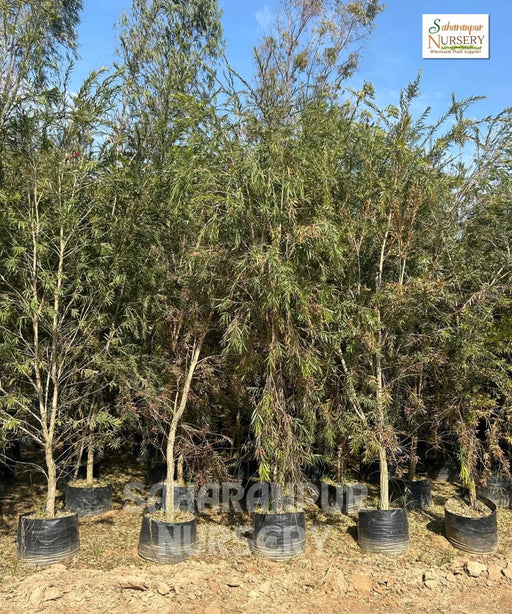 Red Bottlebrush Tree, Melaleuca viminalis, Weeping Bottlebrush, Callistemon viminalis, Wholesale Nursery Plant Supplier, Wholesale Plant Supplier, Nursery in India, Plant Exporter in India, Landscaping Company in India