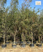 Red Bottlebrush Tree, Melaleuca viminalis, Weeping Bottlebrush, Callistemon viminalis, Wholesale Nursery Plant Supplier, Wholesale Plant Supplier, Nursery in India, Plant Exporter in India, Landscaping Company in India