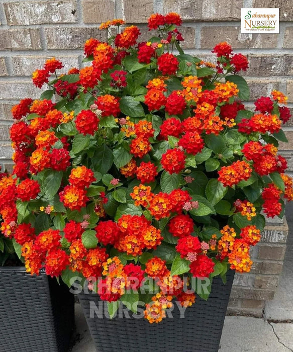 Lantana Red | Botanical Name Lantana Camara | Flower | Saharanpur Nursery | Wholesale Ornamental Plant Supplier