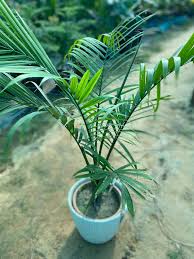 Rexona Palm