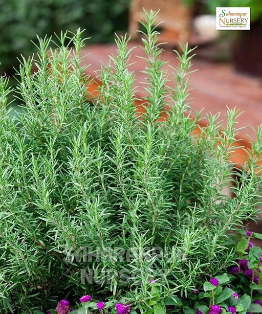 Rosmarinus officinalis, Rosemary , Salvia rosmarinus