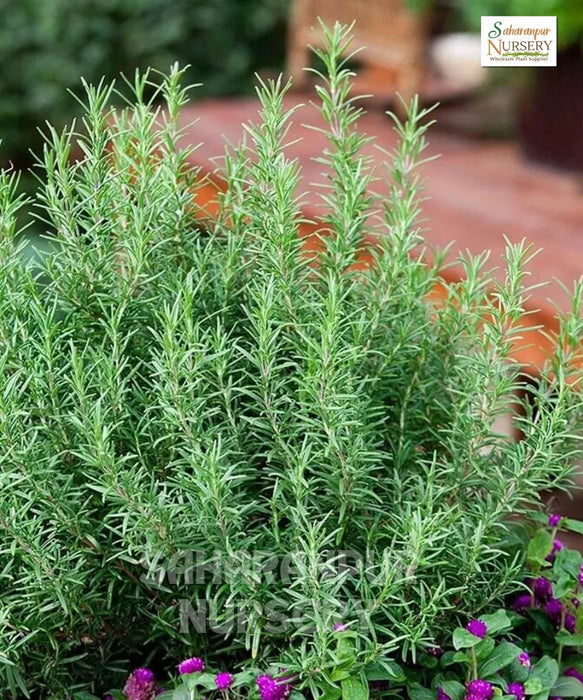Rosmarinus officinalis, Rosemary , Salvia rosmarinus