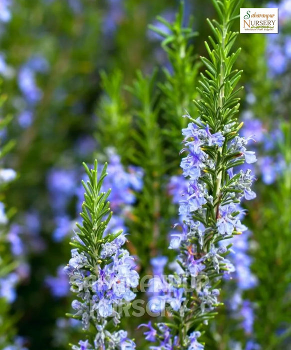 Rosmarinus officinalis, Rosemary , Salvia rosmarinus