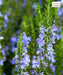 Rosmarinus officinalis, Rosemary , Salvia rosmarinus