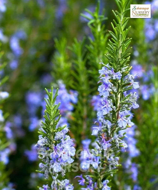 Rosemary | Botanical Name Salvia Rosmarinus | Rosmarinus Officinalis | Ornamental Plant | Saharanpur Nursery | Wholesale Shrubs Plant Supplier