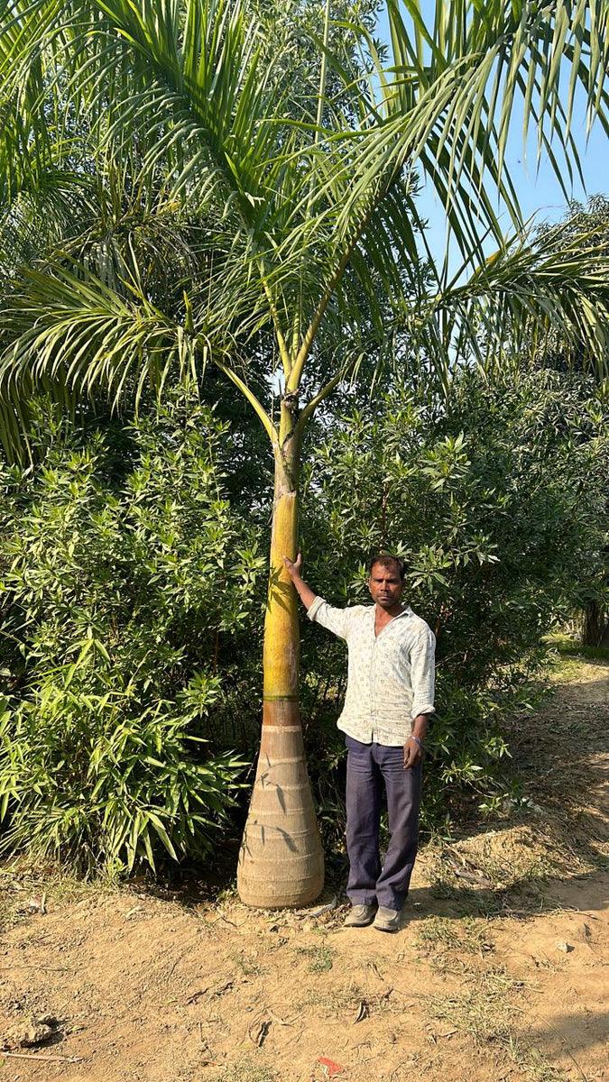 indian palm plant Royal Palm