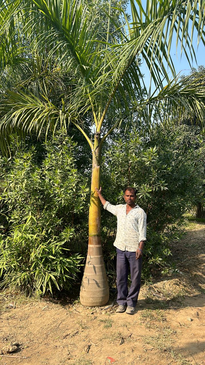 10 Royal Palm Seeds (Roystonea Regia) – Majestic Cuban Palm For Planting