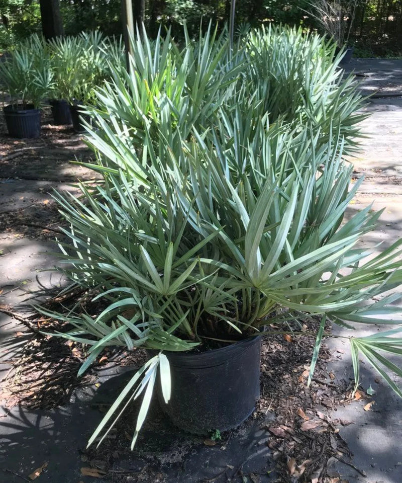 Sabal Palm, Sabal Palmetto, Cabbage Palm, Palm Tree, Ornamental Tree, Landscaping Tree, Saharanpur Nursery, Wholesale Plant Supplier in India, Wholesale Plant Nursery, Nursery in India, Landscaping Company in India 