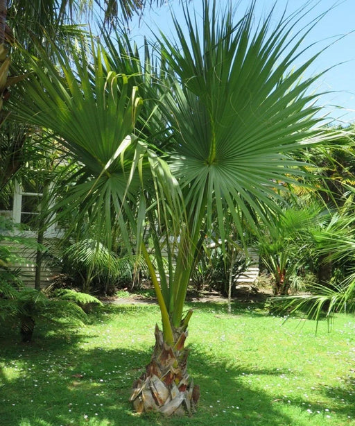 Sabal Palm, Sabal Palmetto, Cabbage Palm, Palm Tree, Ornamental Tree, Landscaping Tree, Saharanpur Nursery, Wholesale Plant Supplier in India, Wholesale Plant Nursery, Nursery in India, Landscaping Company in India 