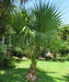 Sabal Palm, Sabal Palmetto, Cabbage Palm, Palm Tree, Ornamental Tree, Landscaping Tree, Saharanpur Nursery, Wholesale Plant Supplier in India, Wholesale Plant Nursery, Nursery in India, Landscaping Company in India 