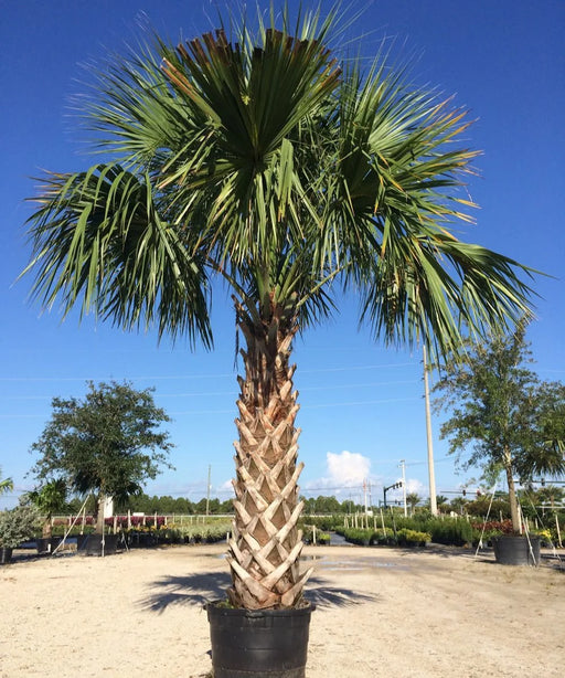 Sabal Palm, Sabal Palmetto, Cabbage Palm, Palm Tree, Ornamental Tree, Landscaping Tree, Saharanpur Nursery, Wholesale Plant Supplier in India, Wholesale Plant Nursery, Nursery in India, Landscaping Company in India 