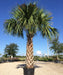 Sabal Palm, Sabal Palmetto, Cabbage Palm, Palm Tree, Ornamental Tree, Landscaping Tree, Saharanpur Nursery, Wholesale Plant Supplier in India, Wholesale Plant Nursery, Nursery in India, Landscaping Company in India 
