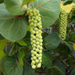 Seagrape Tree, Coccoloba uvifera, Beach Grape, Seagrape Plant, Ornamental Plants, Tropical Plants, Evergreen Shrubs, Landscape Plants, Indoor Plants India, Coastal Plants, Avenue Plants, Decorative Plants, Saharanpur Nursery, Wholesale Plant Supplier, Landscaping Trees, Wholesale Nursery Plant Supplier, Landscaping Company, Plant Exporter in India 
