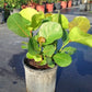Seagrape Tree, Coccoloba uvifera, Beach Grape, Seagrape Plant, Ornamental Plants, Tropical Plants, Evergreen Shrubs, Landscape Plants, Indoor Plants India, Coastal Plants, Avenue Plants, Decorative Plants, Saharanpur Nursery, Wholesale Plant Supplier, Landscaping Trees, Wholesale Nursery Plant Supplier, Landscaping Company, Plant Exporter in India 