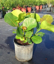 Seagrape Tree, Coccoloba uvifera, Beach Grape, Seagrape Plant, Ornamental Plants, Tropical Plants, Evergreen Shrubs, Landscape Plants, Indoor Plants India, Coastal Plants, Avenue Plants, Decorative Plants, Saharanpur Nursery, Wholesale Plant Supplier, Landscaping Trees, Wholesale Nursery Plant Supplier, Landscaping Company, Plant Exporter in India 
