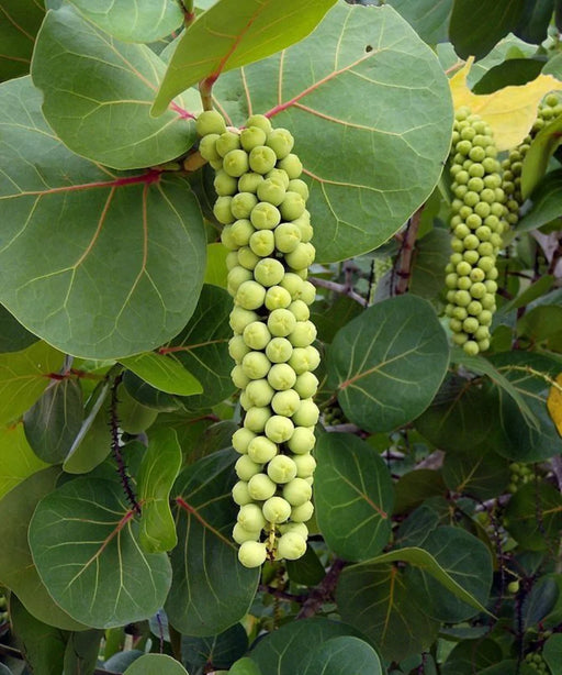 Seagrape Tree, Coccoloba uvifera, Beach Grape, Seagrape Plant, Ornamental Plants, Tropical Plants, Evergreen Shrubs, Landscape Plants, Indoor Plants India, Coastal Plants, Avenue Plants, Decorative Plants, Saharanpur Nursery, Wholesale Plant Supplier, Landscaping Trees, Wholesale Nursery Plant Supplier, Landscaping Company, Plant Exporter in India 