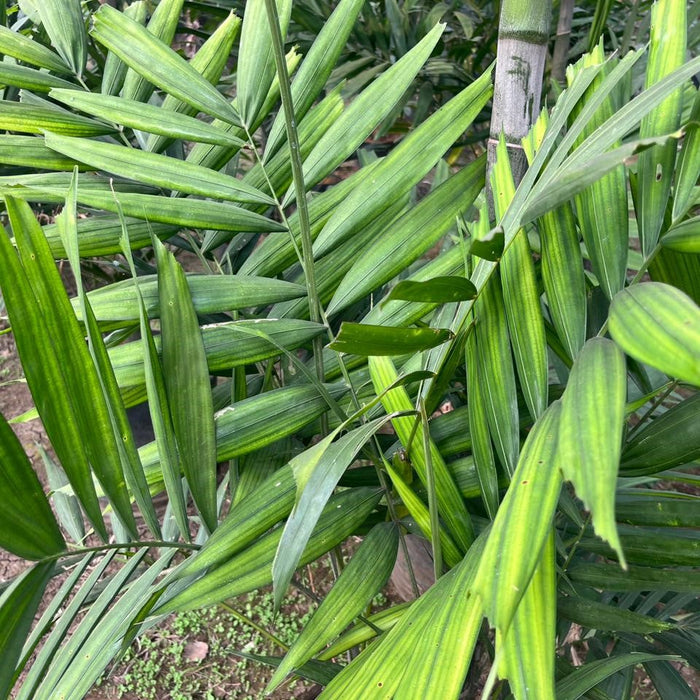 sentry palm plant Exotic Howeia Forsteriana (Kentia) Palm Plant