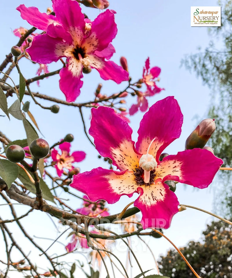 chorisia speciosa, Ceiba speciosa, Silk floss tree, drunken tree, Kapok Tree, Saharanpur Nursery