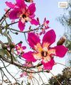 chorisia speciosa, Ceiba speciosa, Silk floss tree, drunken tree, Kapok Tree, Saharanpur Nursery