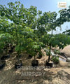 Silk Floss Tree, Chorisia speciosa, Ceiba speciosa, Timber Tree, Ornamental Tree, Avenue Tree, Saharanpur Nursery, Wholesale Plant Nurser, Silk Floss Tree at Wholesale 