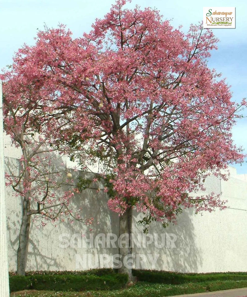 chorisia speciosa, Ceiba speciosa, Silk floss tree, drunken tree, Kapok Tree, Saharanpur Nursery