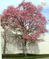 chorisia speciosa, Ceiba speciosa, Silk floss tree, drunken tree, Kapok Tree, Saharanpur Nursery