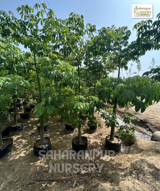 Silk Floss Tree, Chorisia speciosa, Ceiba speciosa, Timber Tree, Ornamental Tree, Avenue Tree, Saharanpur Nursery, Wholesale Plant Nurser, Silk Floss Tree at Wholesale 