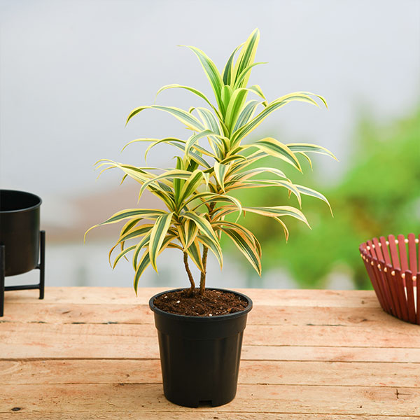 Song of India Variegata - Indoor/Ornamental Plants