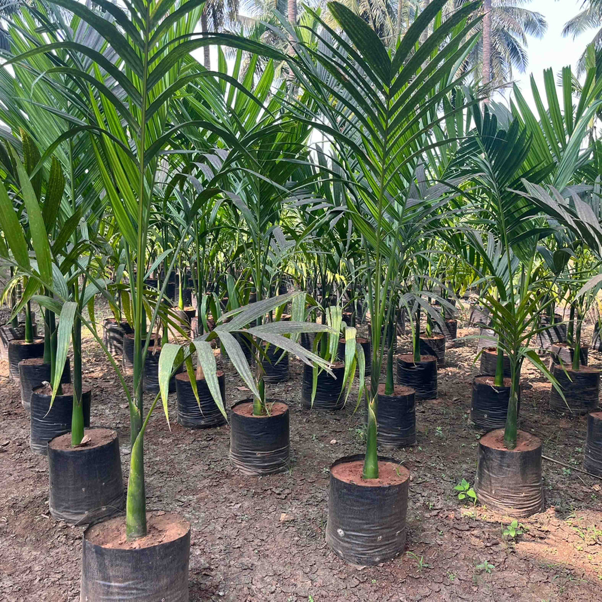 areca palm name in tamil Discover the Versatile Benefits of Areca Catechu (Betel Nut Palm) for — Saharanpur Nursery