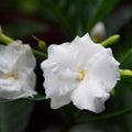 Tagar Double Frills - Flowering Shrubs