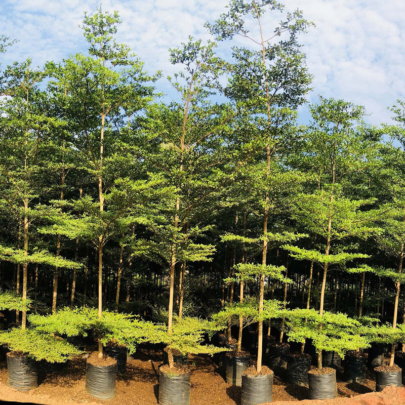 Buy Terminalia Tree,  Terminalia arjuna (Arjuna Tree), Terminalia Chebula (Haritaki), Terminalia Catappa (Indian Almond Tree)