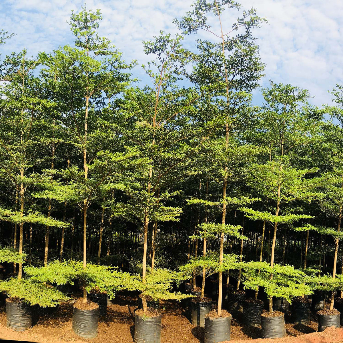 Buy Terminalia Tree, Terminalia arjuna (Arjuna Tree), Terminalia Chebu ...