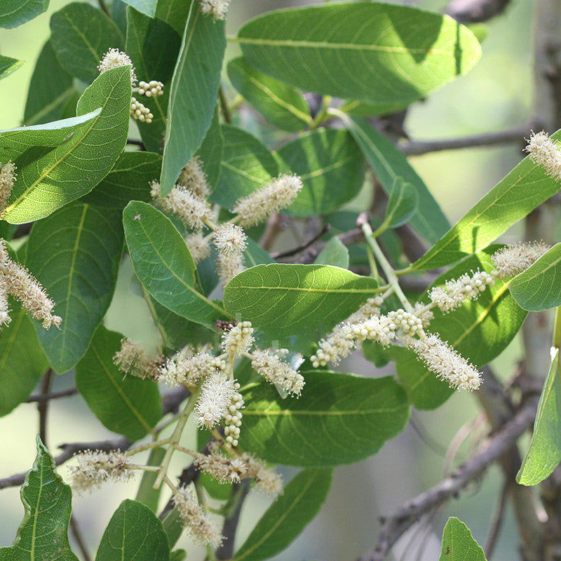 Terminalia Arjuna / White Murdah / Arjun - Avenue Trees