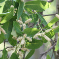 Terminalia Arjuna / White Murdah / Arjun - Avenue Trees