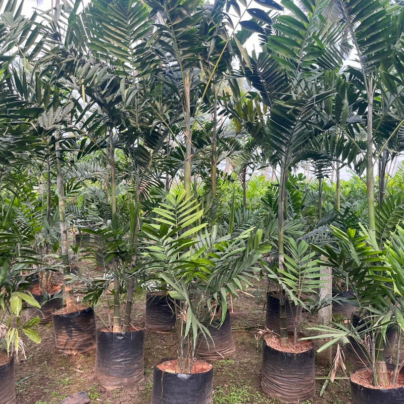 Exotic Howeia Forsteriana (Kentia) Palm Plant | Bring Paradise to Your Home