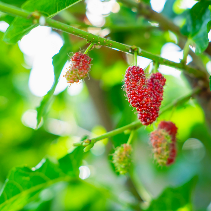 Brazilian Mulberry - Fruits Plant & Tree