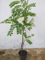 Cassia Javanica / Pink Shower Tree - Avenue Trees