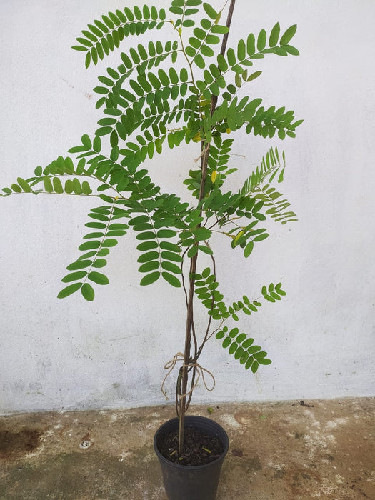 Cassia Javanica / Pink Shower Tree - Avenue Trees