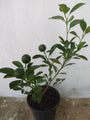 Table Lemon - Fruit Plants & Tree