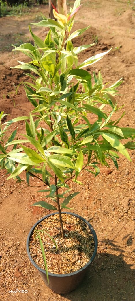 Syzygium myrtifolium Variegata - Outdoor Ornamental Plants