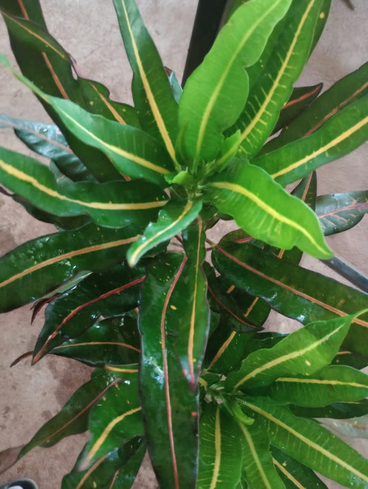 Codiaeum variegatum/Croton - Indoor/Outdoor Ornamental Plants