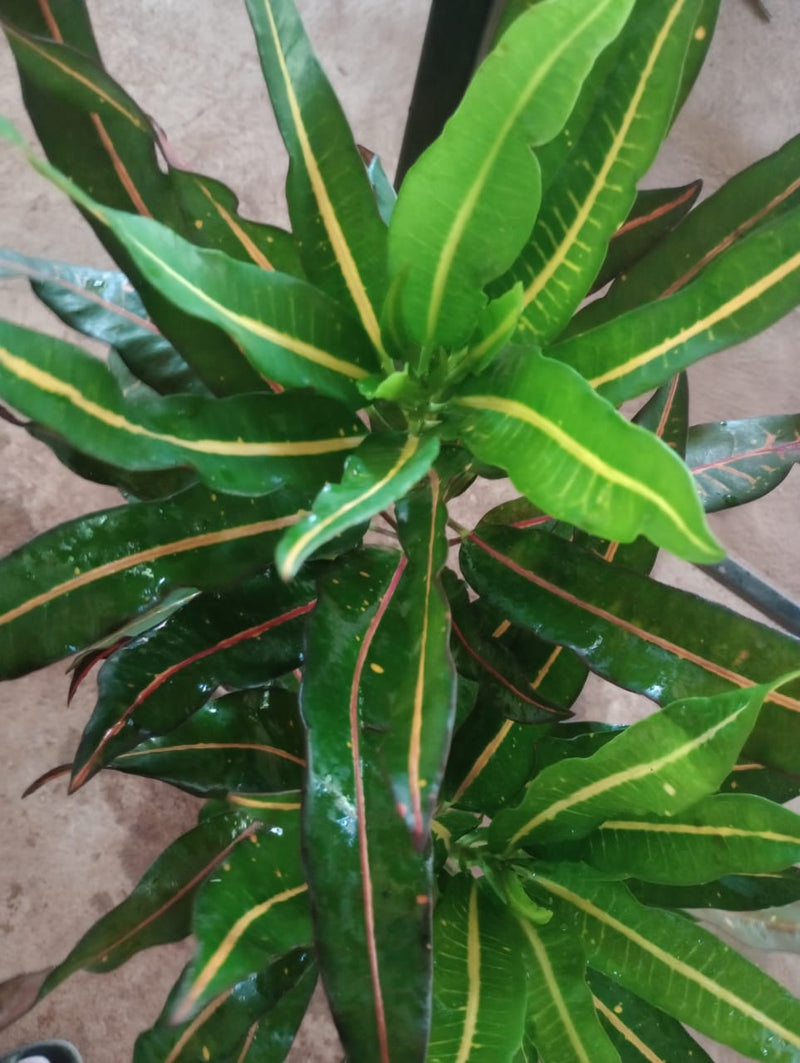 Codiaeum variegatum/Croton - Indoor/Outdoor Ornamental Plants