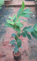 Coffee Plant - Fruit Plants & Trees