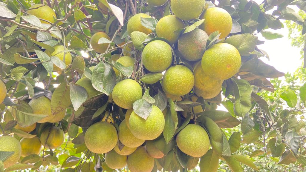 Vietnam Malta Mosambi- Fruits Plant & Tree — Saharanpur Nursery