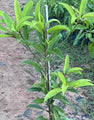 California Sapota/Chikoo-Fruit Plant & Tree.