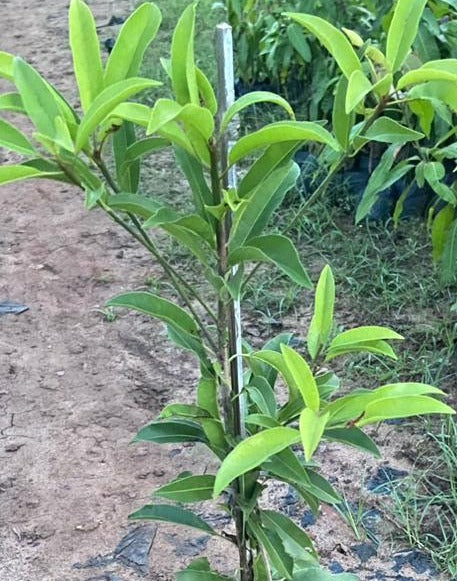 chikoo plant fertilizer California Sapota/Chikoo-Fruit Plant & Tree. — Saharanpur Nursery