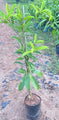 California Sapota/Chikoo-Fruit Plant & Tree.