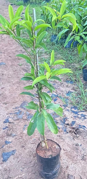 California Sapota/Chikoo-Fruit Plant & Tree.